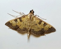 Diacme adipaloides