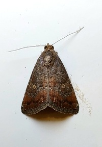 Amyna stricta