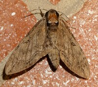 Ceratomia catalpae