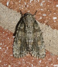 Acronicta increta