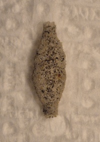 Phereoeca uterella