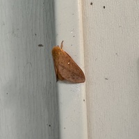 Anisota unidentified species