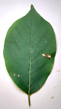 Coptodisca diospyriella