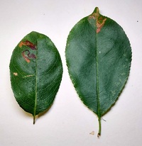 Stigmella prunifoliella