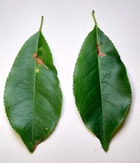 Bucculatrix pomifoliella