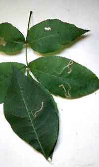 Stigmella new species 2