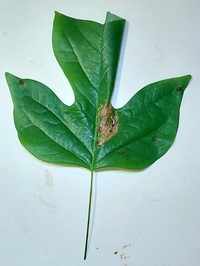 Paralobesia liriodendrana