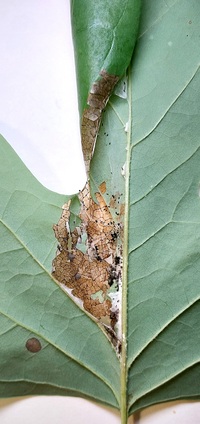 Paralobesia liriodendrana
