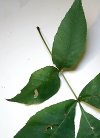 Coptodisca lucifluella
