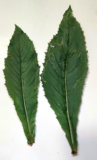 Phyllocnistis insignis