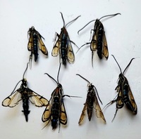 Synanthedon exitiosa