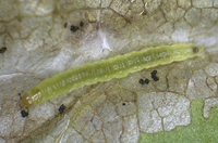 Zomaria interruptolineana