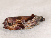 Zomaria interruptolineana