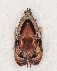 Zomaria interruptolineana