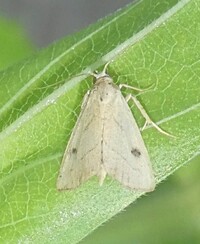 Rivula propinqualis