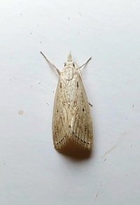 Diatraea lisetta