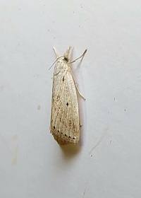 Diatraea lisetta