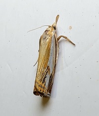 Crambus agitatellus