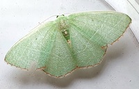 Nemoria bistriaria