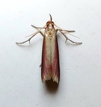 Peoria approximella