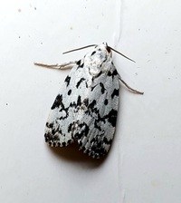 Polygrammate hebraeicum