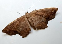 Hypagyrtis esther