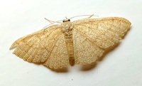 Pleuroprucha insulsaria
