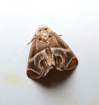 Apoda biguttata