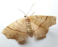 Besma quercivoraria
