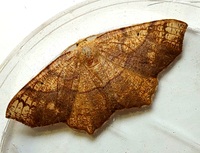 Besma quercivoraria