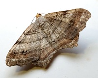 Macaria multilineata