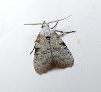 Meganola phylla