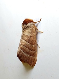 Datana integerrima