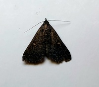 Tetanolita mynesalis