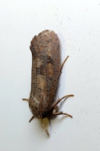 Acrolophus plumifrontella