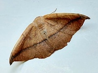 Patalene olyzonaria