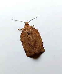 Choristoneura rosaceana