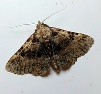 Metalectra discalis
