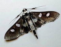 Desmia funeralis