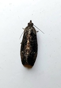 Gymnandrosoma punctidiscanum