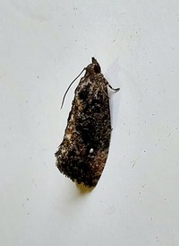Gymnandrosoma punctidiscanum