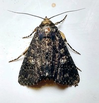 Condica vecors