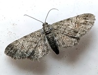 Glenoides texanaria