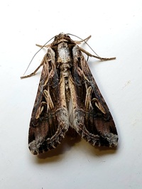 Spodoptera dolichos