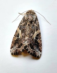 Spodoptera ornithogalli