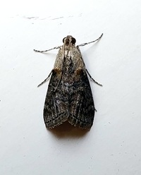 Pococera expandens
