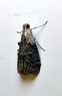 Pococera expandens