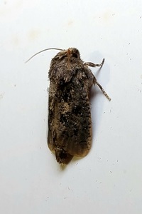 Acrolophus arcanella