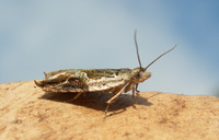 Ancylis virididorsana