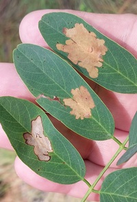 Parectopa robiniella